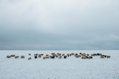 Sheep in the snow