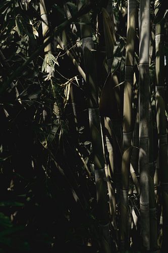 Schaduwspel in Bamboebos bamboe
