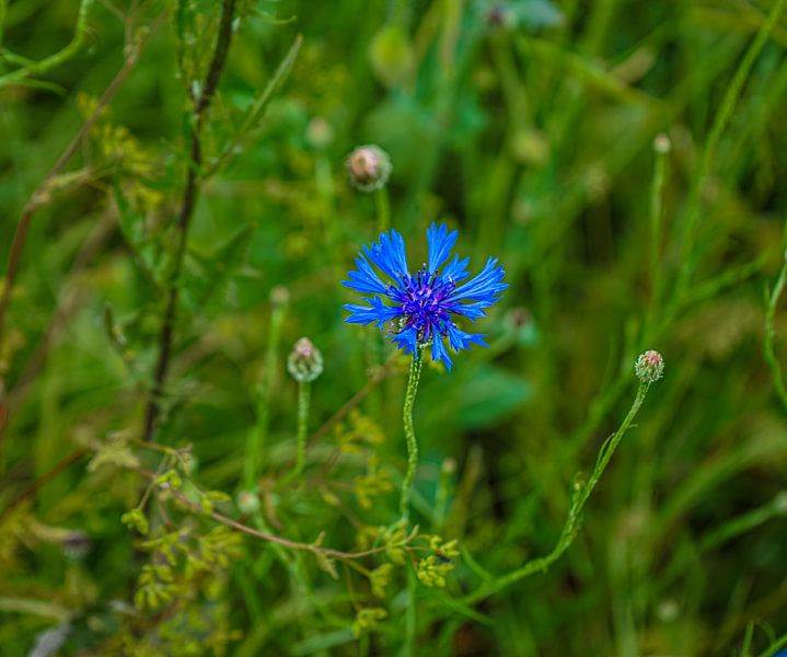 Cornflower blue by Luisa Marie Möbius