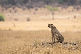 Cheetah on the hunt by John Dekker