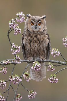 Long-eared Owl (Asio otus)