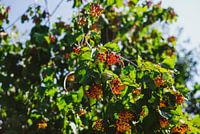Beeren