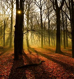 Brouillard dans les bois