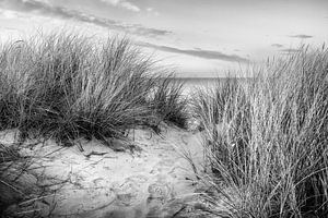 Dünen am Strand in schwarz-weiß