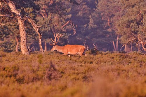 Rotwild am Morgen