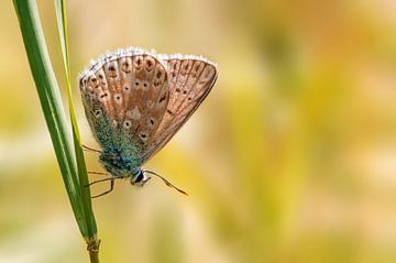 Blue butterfly sitting on a blade of grass by Mario Plechaty Photography