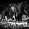 Stierengevecht van Ruud Peters