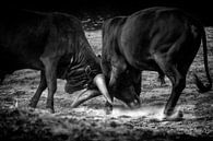 Stierengevecht van Ruud Peters thumbnail