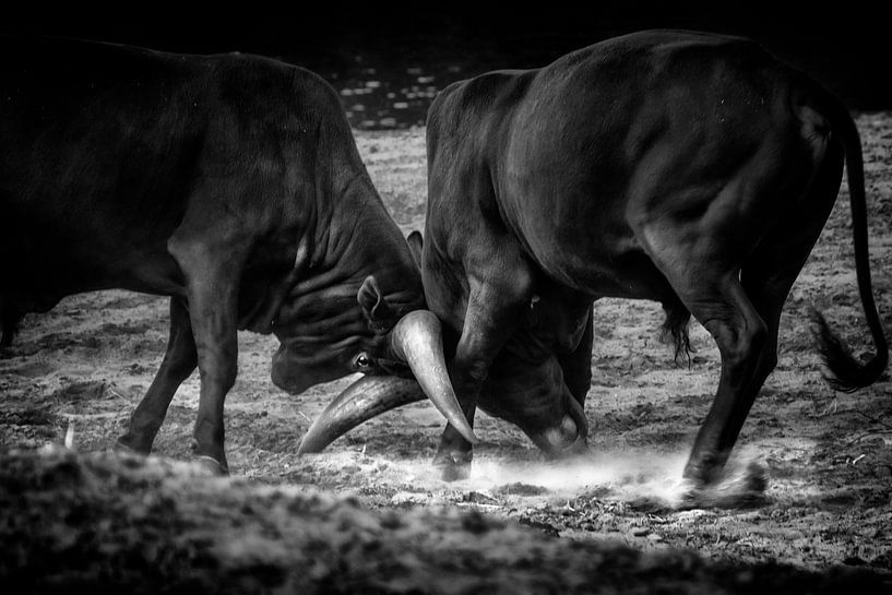 Stierengevecht van Ruud Peters