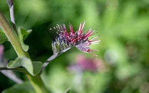 Bürstenblume