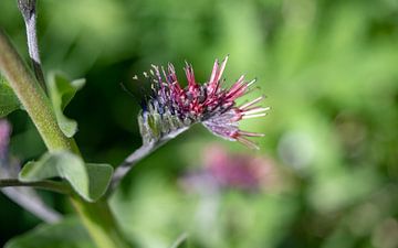 Pinceau fleur sur Stijn Cleynhens