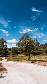 Schöner Baum im Naturschutzgebiet, Hatertse & Overasseltse Vennen von Rob van Dongen