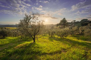 Olivenhain in der Alta Maremma. Toskana von Stefano Orazzini