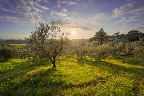 Olijfgaard in Alta Maremma. Toscane