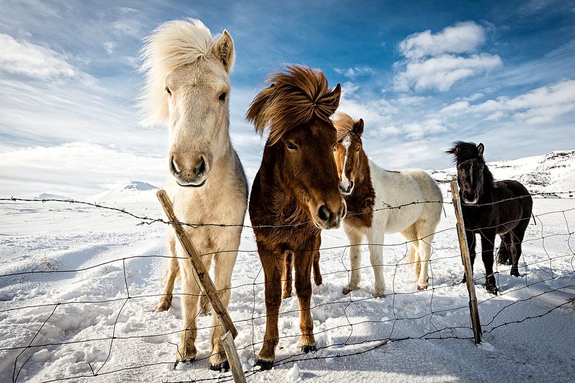 Icelandic Hair Style, Mike Leske von 1x