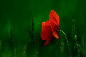 Mohnblume von Ingrid Van Damme fotografie