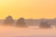 Sneeuw winterlandschap in een stuifduingebied op de Veluwe van Sjoerd van der Wal Fotografie thumbnail
