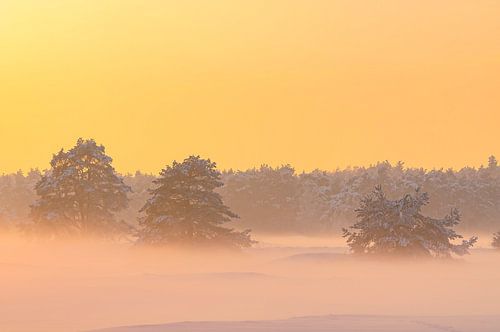 Sneeuw winterlandschap in een stuifduingebied op de Veluwe