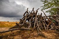 Nationale Park de Hoge Veluwe
