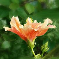 bloem met vermogen