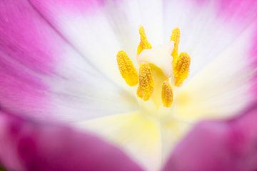 Tulp close-up van JWB Fotografie