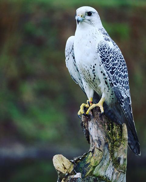 Vulture Falcon by Sylvia Remenyi-Kuiper