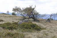 Der Kreuzberg mit den 3 Kreuzen im Sommer
