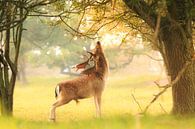 Male fallow deer, Dama Dama, foraging during sunsrise. sur Sander Meertins Aperçu