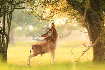 Male fallow deer, Dama Dama, foraging during sunsrise. by Sander Meertins