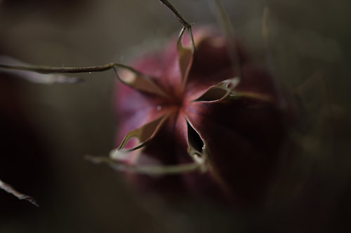 Nigella