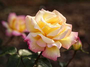 Rose jaune blanche sur Rob Boon