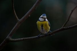 Blaumeise mit hartem Kamm