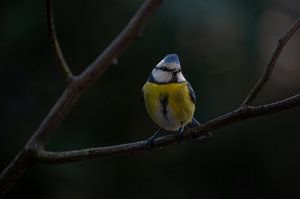Blue tit with tough crest