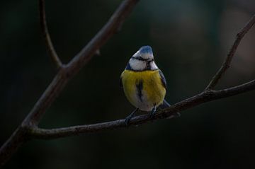 Blue tit with tough crest by Leon Brouwer