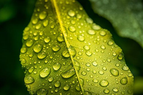 De Stilte in Eén Blad van vincent janssen