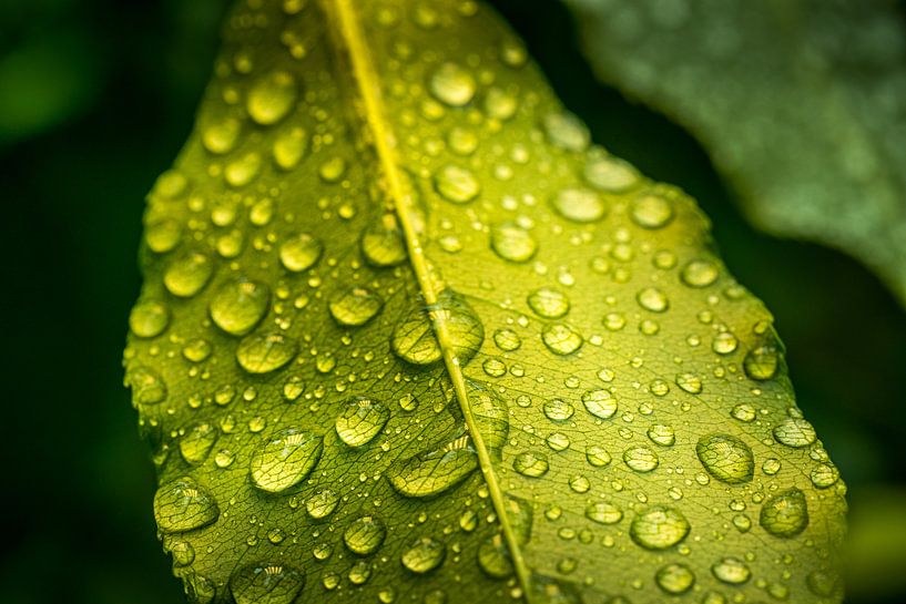 The Silence in One Leaf by vincent janssen