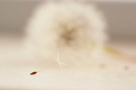 Subtle representation of a dandelion fluff by Birgitte Bergman