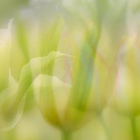 Tulipes blanches et vertes sur Andy Luberti