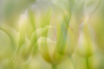 Wit en groene tulpen kunst van Andy Luberti