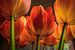 Tulpen III van Pieter Navis