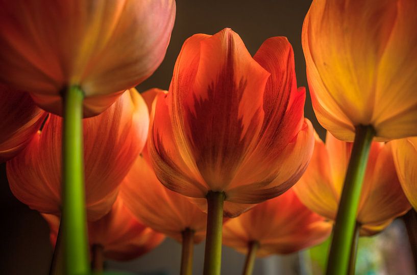 Tulipes III par Pieter Navis