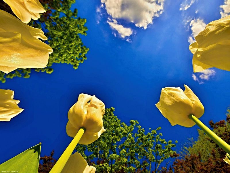 Yellow tulips against a blue sky by insideportugal