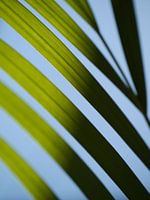 Abstrakte Palme