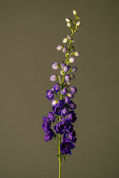 Naissance d'une fleur (vert)