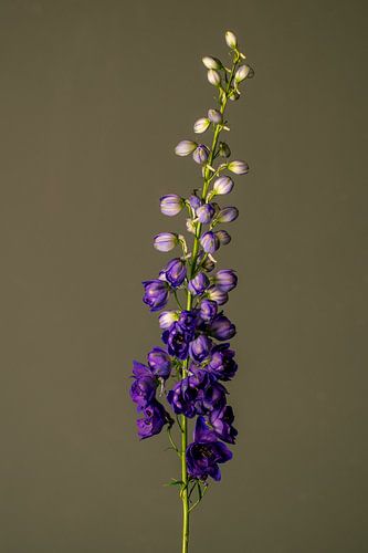 Birth of a Flower (groen)