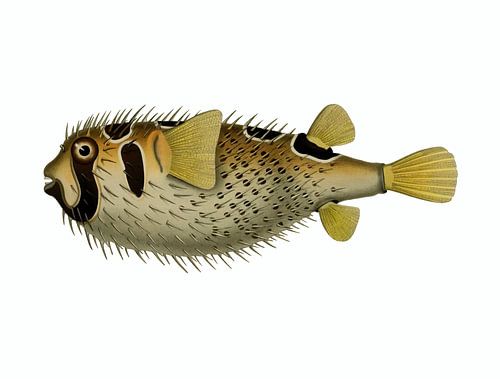Rétro poisson tropical.  Art vintage. Poisson porc-épic à taches noires en jaune