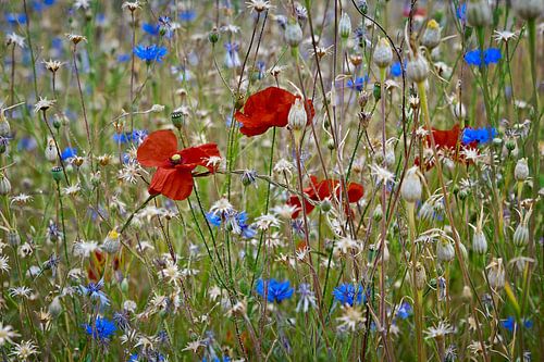 Mohn und Kornblume auf dem Feld