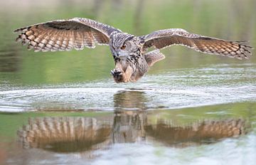 Owl by Larissa Rand