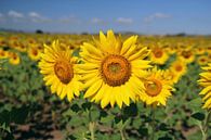 The Sunflower van Cornelis (Cees) Cornelissen thumbnail