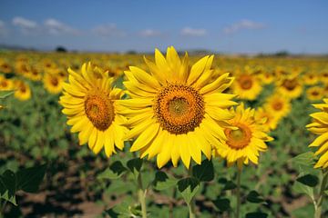 The Sunflower von Cornelis (Cees) Cornelissen